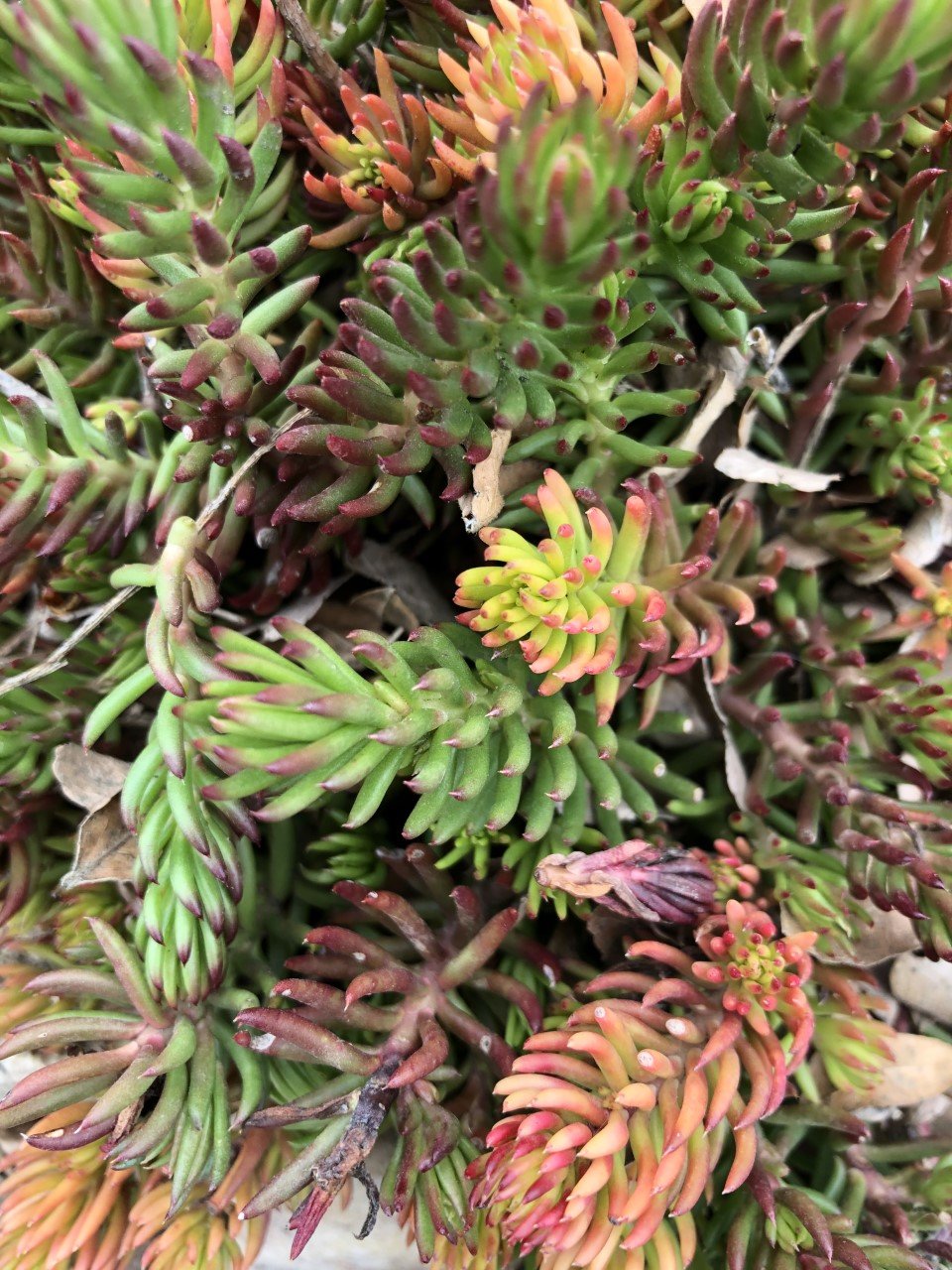 spring succulents