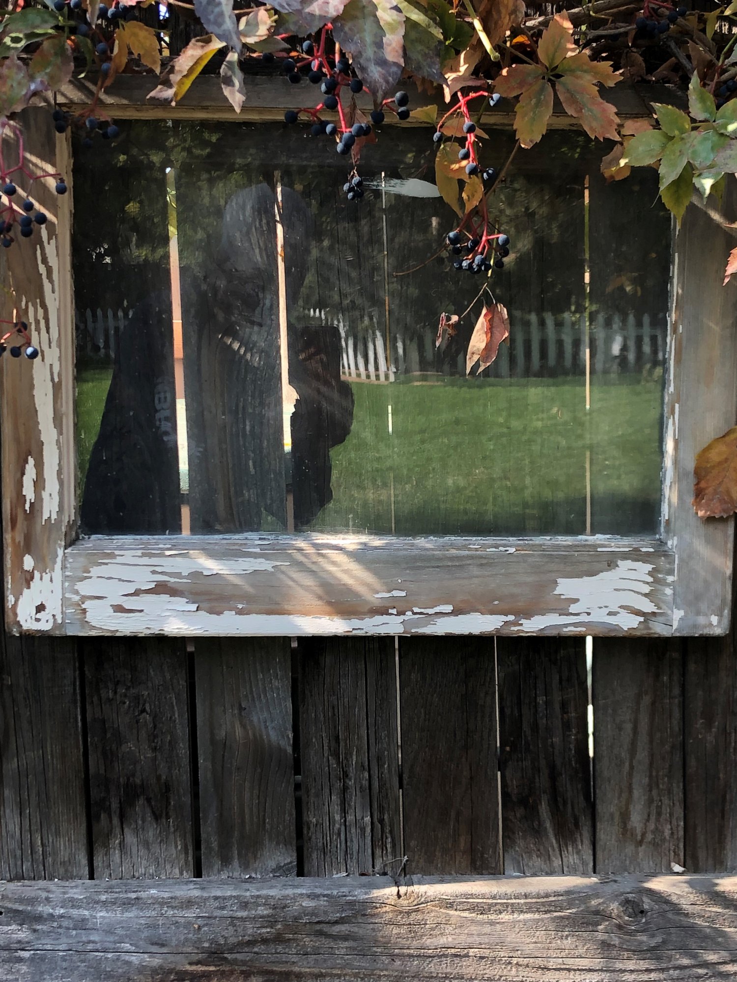backyard window reflection