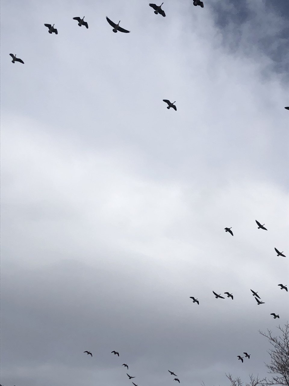overhead geese