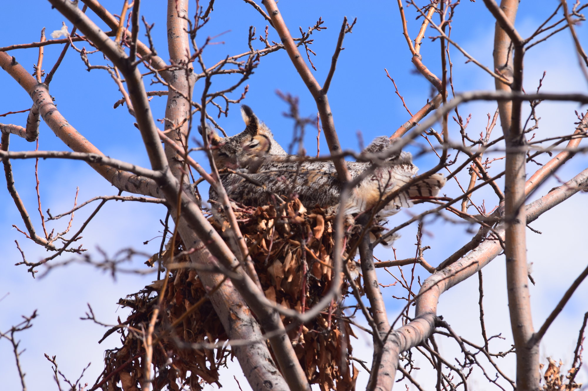 Nesting great horned owl