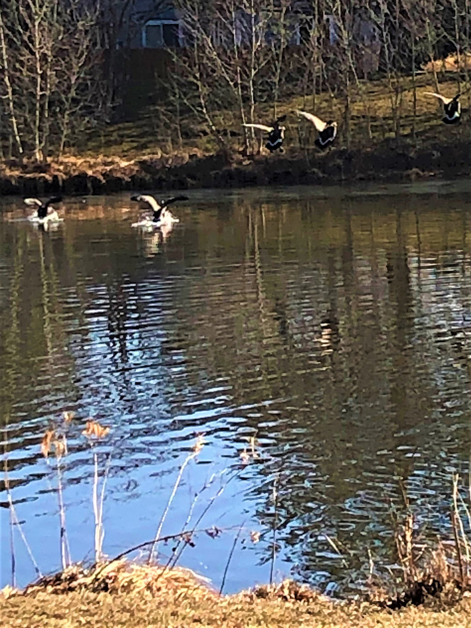 geese landing