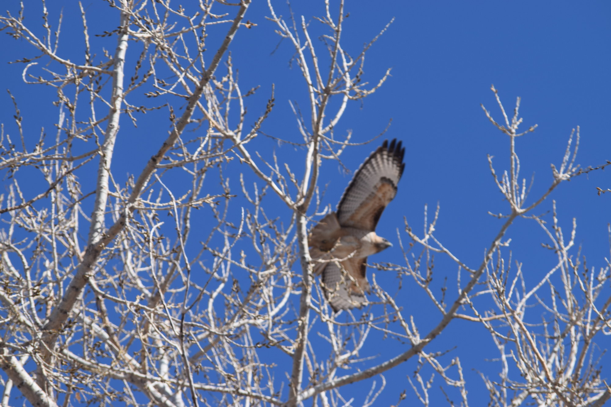 Red-tailed hawk flying out of our cottonwood