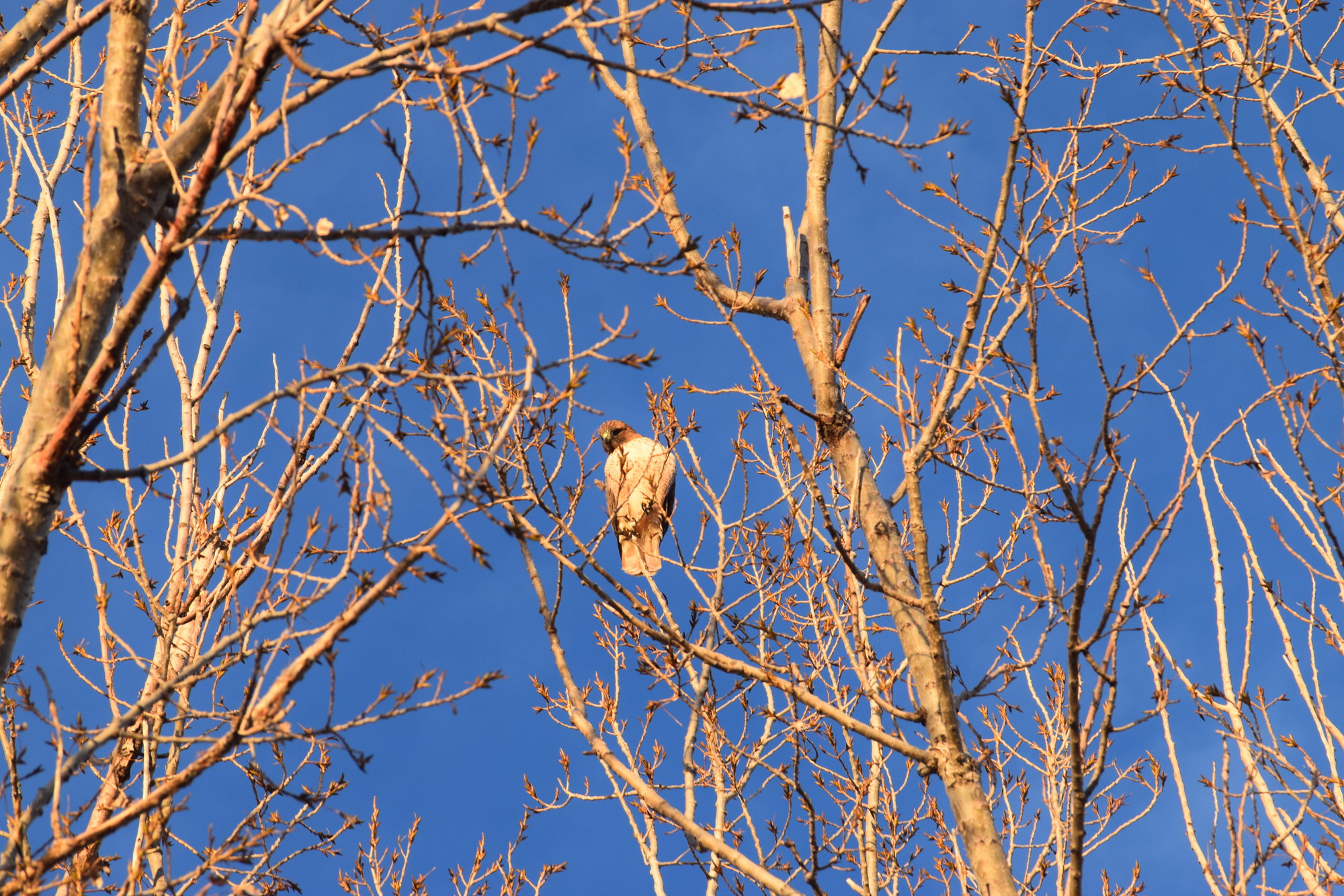 Red tail in tree