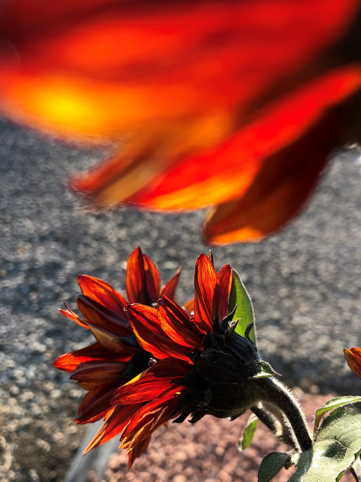 sunlit red sunflower